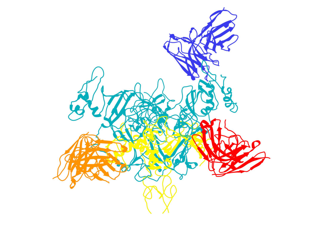 TSRI Scientists Pinpoint Ebola’s Weak Spots