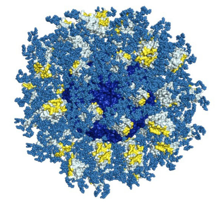 TSRI and IAVI Researchers Harness Antibody Evolution on the Path to an AIDS Vaccine