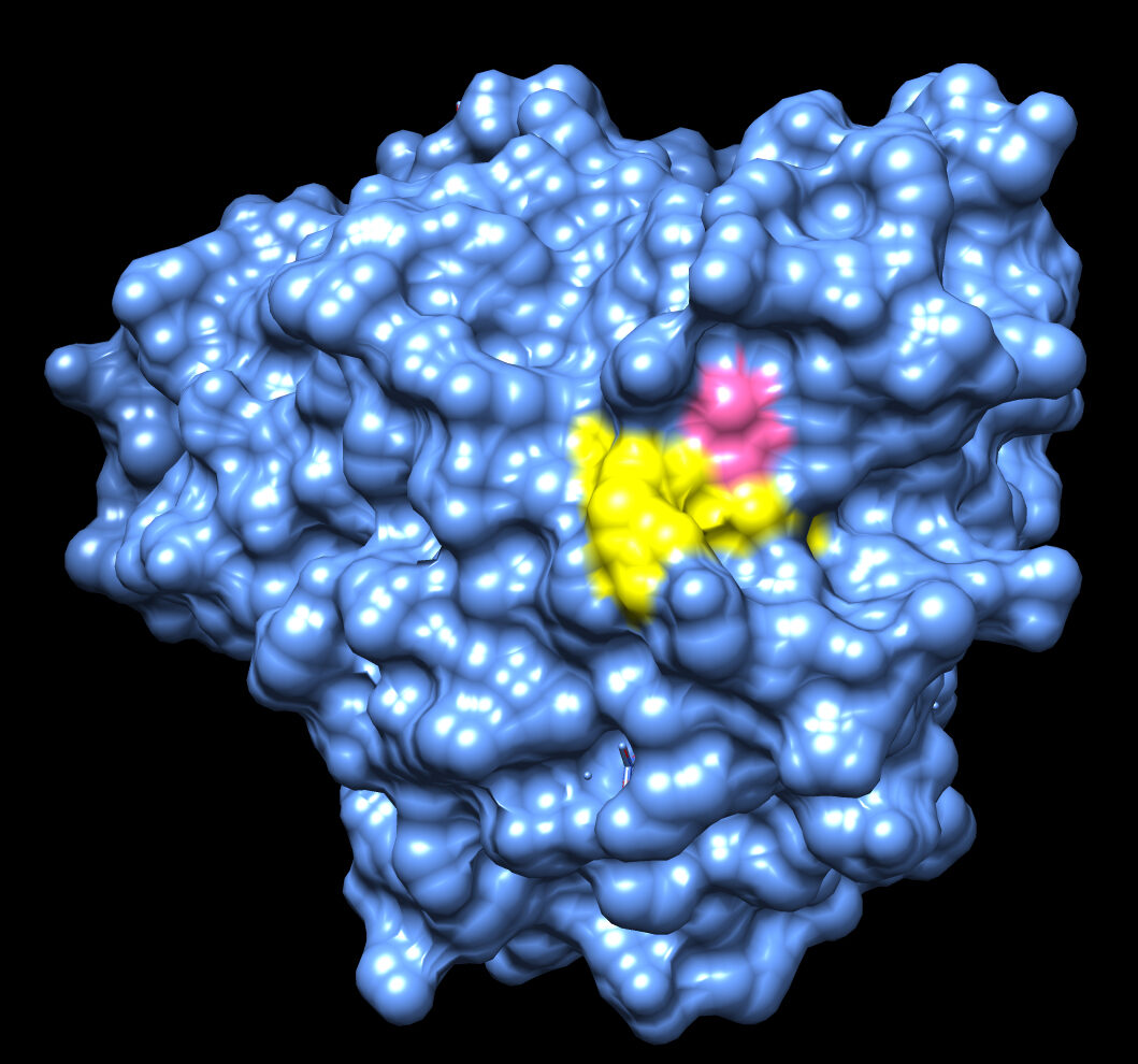 TSRI Study Illuminates How Mystery MS Drug Works
