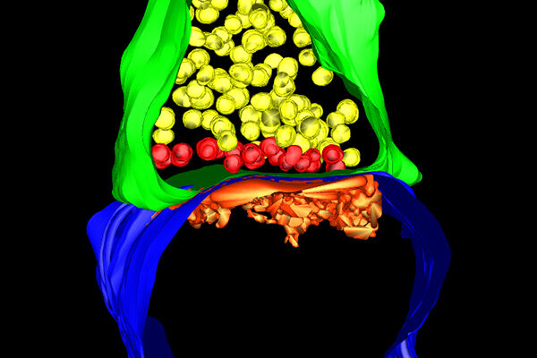 Closer Look at Brain Circuits Reveals Important Role of Genetics
