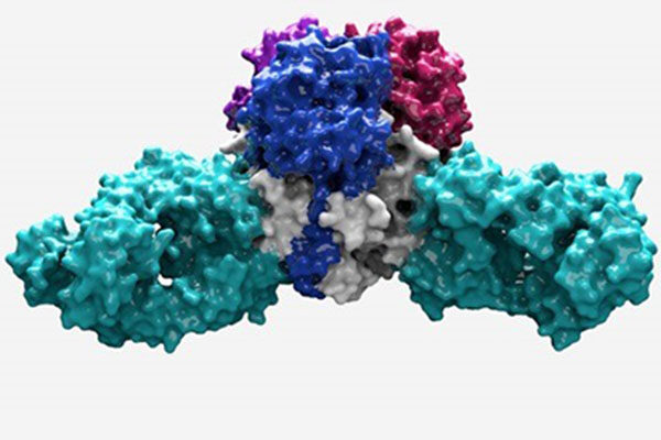 Perseverance Pays Off in Fight Against Deadly Lassa Virus