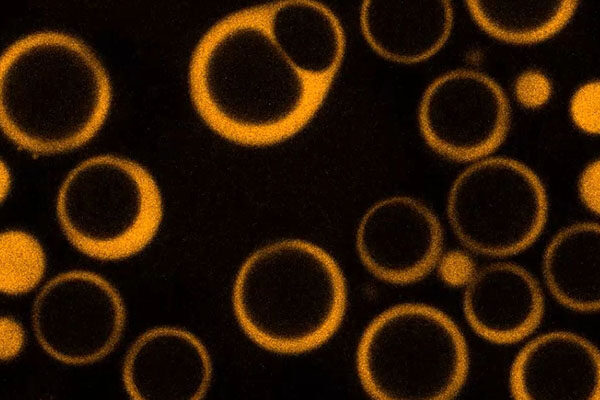 Scientists Solve a Mystery in Cellular “Droplet” Organelles