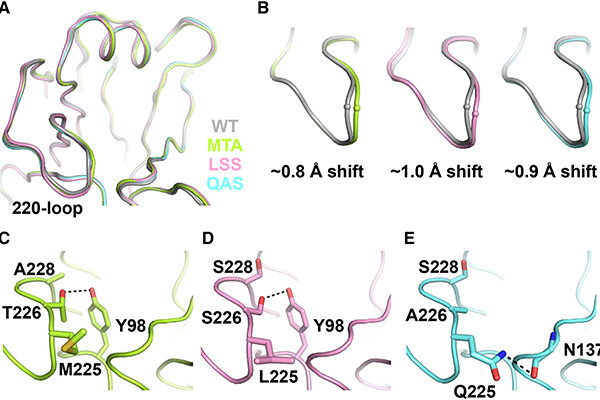 Influenza Virus Can Overcome Potentially Crippling Mutations