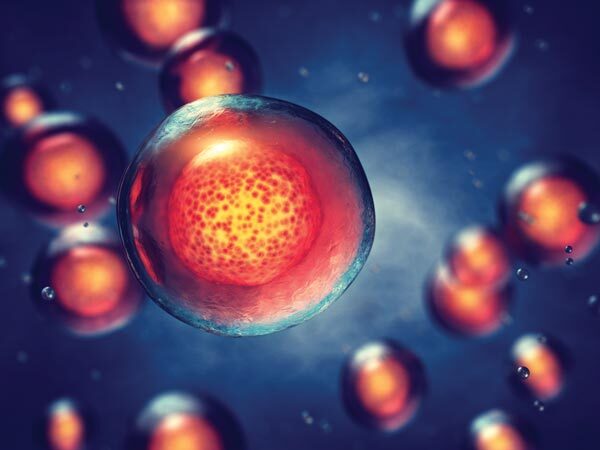 Competition for Survival Signals Maintains Immune Balance