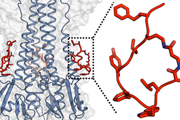 Scientists Develop Broad-Spectrum Inhibitors of Influenza Viruses