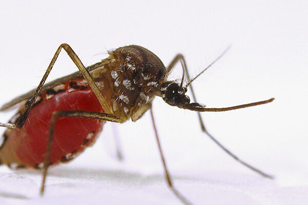 A Structural Clue to Attacking Malaria’s ‘Achilles Heel’