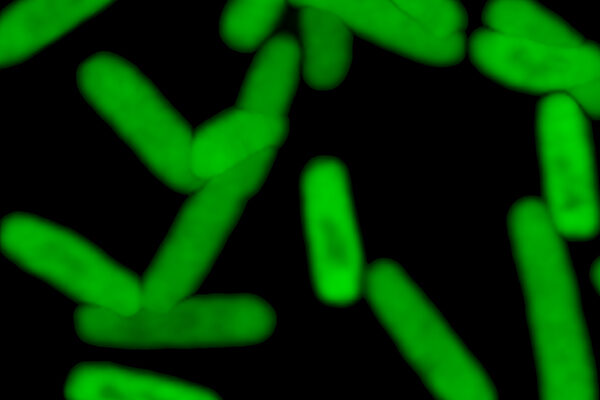 Scientists Create First Semi-Synthetic Organism that Stores and Retrieves Unnatural Information