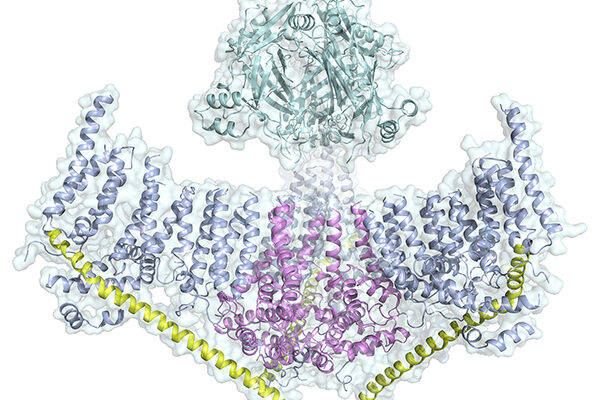 Researchers get first complete look at protein behind sense of touch