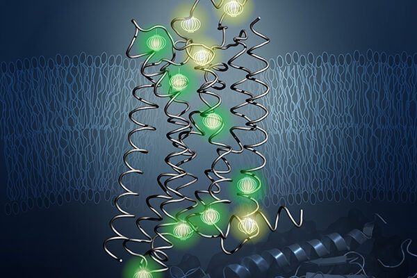 New structure of key protein holds clues for better drug design