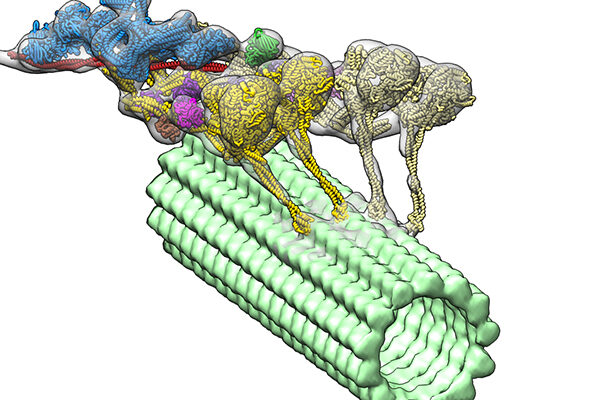 Microscopic chariots deliver molecules within our cells