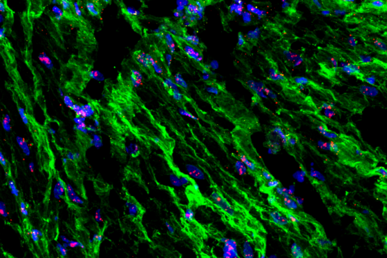 Fluorescence confocal microscopy image showing green connective tissue fibers with blue and pink cellular clusters on a dark background.