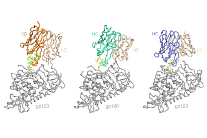 Cryo-EM structure of BG18 bnAb bound to HIV gp120, used to guide vaccine design (left). Cryo-EM structures of two BG18-class bnAbs induced by vaccination in non-human primates bound to HIV gp120 (right). Credit: Scripps Research