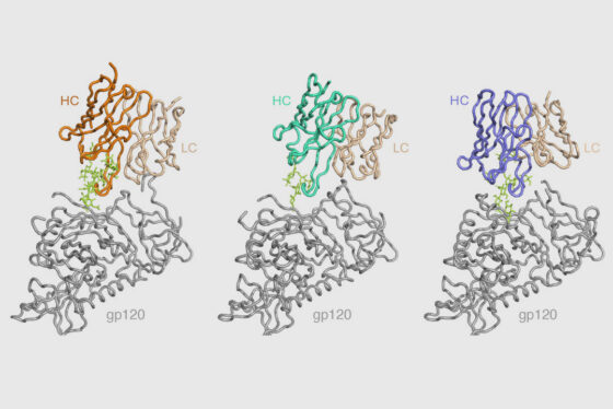Scripps Research scientists train the immune system to make antibodies against numerous HIV strains