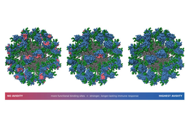 Three of the six vaccine nanoparticles used in the study, engineered to display different numbers of functional B cell binding sites: none (left), about half (center), or all (right). The particles show the HIV antigen in blue, its glycan shield in green, the protein core in grey, and inactive binding sites in pink.