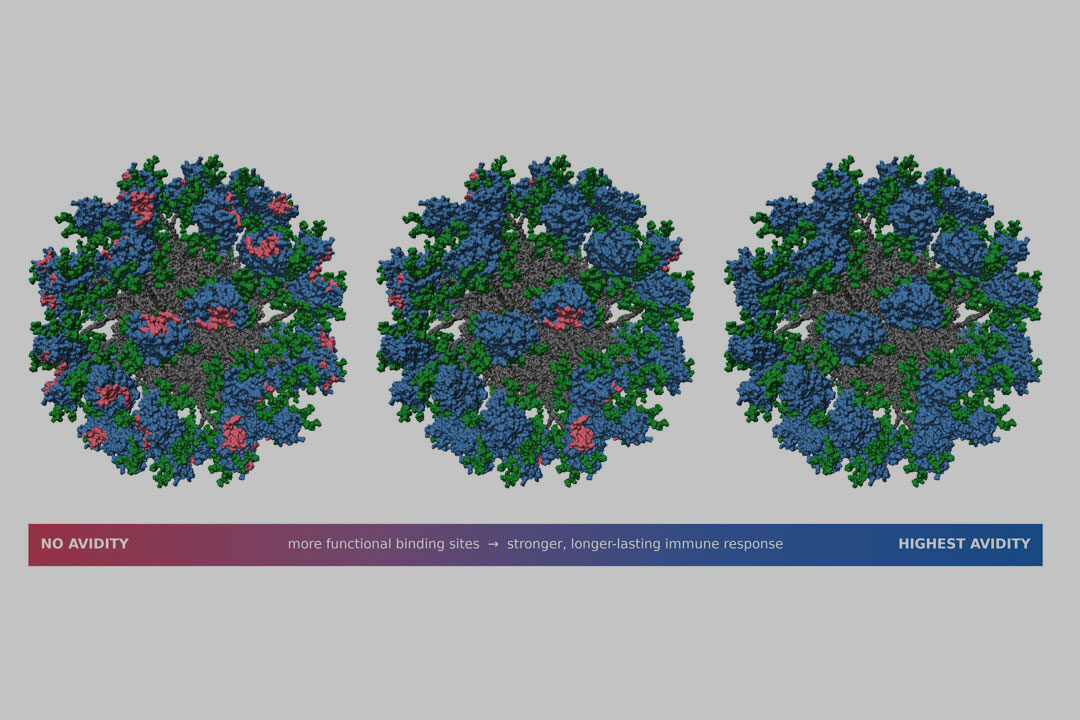 New research offers fresh insights for how to make better vaccines