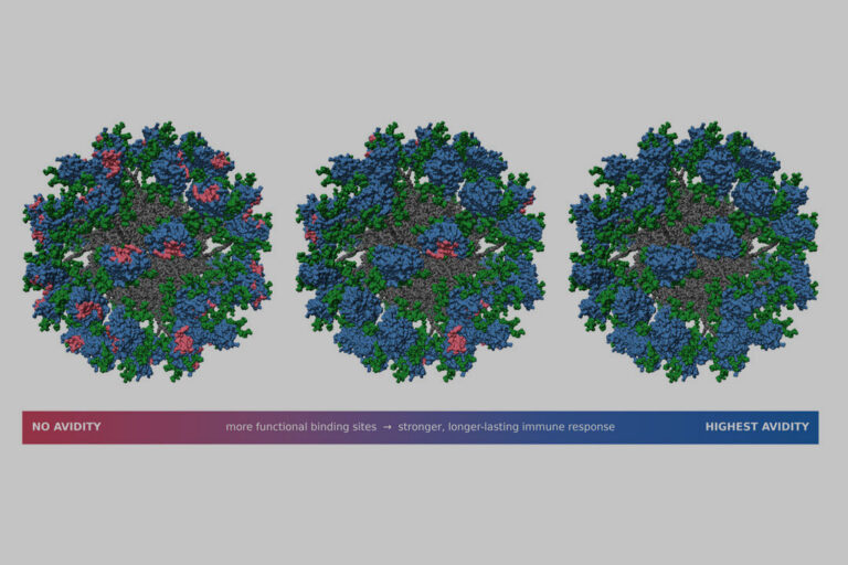 New research offers fresh insights for how to make better vaccines