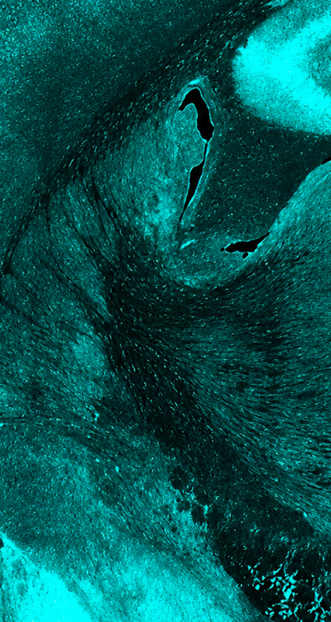 Department of Neuroscience - Scripps Research