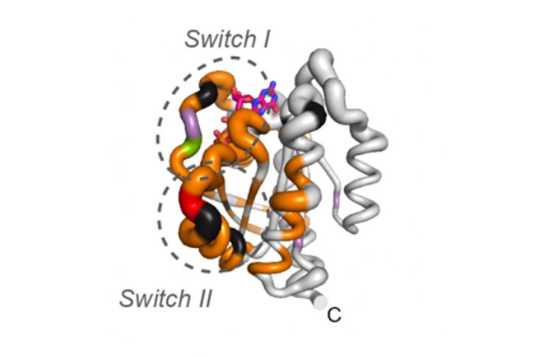 Dyna-1 predicted millisecond-scale movements in regions of KRAS (pictured), a cancer-associated protein that has been notoriously difficult to target. “Switch I” and “Switch II” indicate the protein’s movements in this timescale. The thickness of the circular dashed lines indicates Dyna-1’s predictions compared to the experimentally measured us-ms exchange in color.