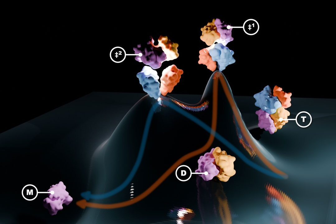 Dissociation of the four-part TTR protein. The energy landscape shows stable states toward the bottom and unstable transition states toward the top. In the canonical pathway (red), the tetramer (T) dissociates via a native-like, compact transition state (‡1) into transient dimer intermediates (D) before full dissociation into monomers (M). In the newly discovered alternative pathway (blue), the tetramer dissociates through a more expanded transition state (‡2) directly into monomers. Credit: Jan-Hannes Schäfer, Scripps Research