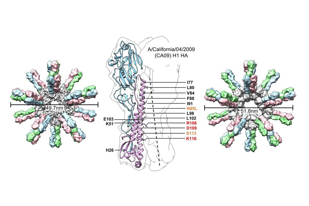 Image shows a stabilized CA09 influenza HA trimer, with the 60-mer self-assembling protein nanoparticle (SApNP) HA-E2p-L4P on the left and HA-I3-01v9b-L7P on the right.