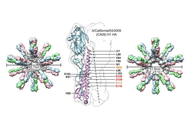 Image shows a stabilized CA09 influenza HA trimer, with the 60-mer self-assembling protein nanoparticle (SApNP) HA-E2p-L4P on the left and HA-I3-01v9b-L7P on the right.