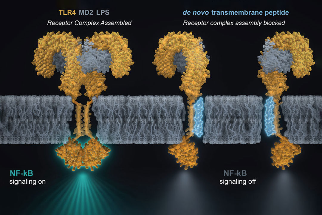 A newly designed transmembrane peptide (blue) binds to the TLR4 (orange) transmembrane helix, blocking receptor dimerization and reducing LPS-driven NF-κB inflammatory signaling. Credit: Scripps Research