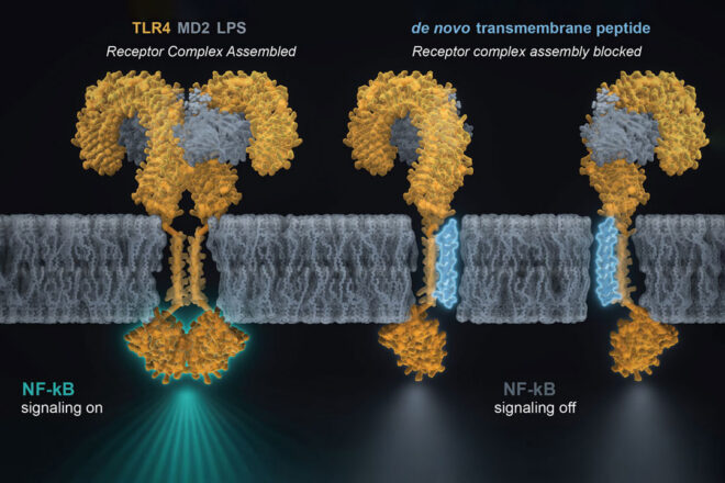 A newly designed transmembrane peptide (blue) binds to the TLR4 (orange) transmembrane helix, blocking receptor dimerization and reducing LPS-driven NF-κB inflammatory signaling. Credit: Scripps Research