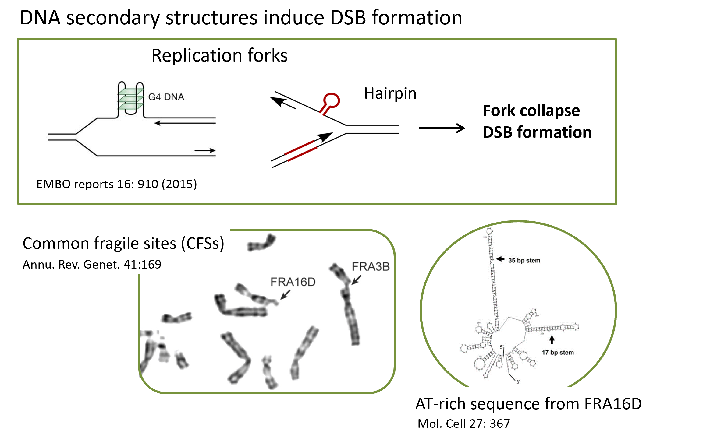 DNA-secondary-structures.png