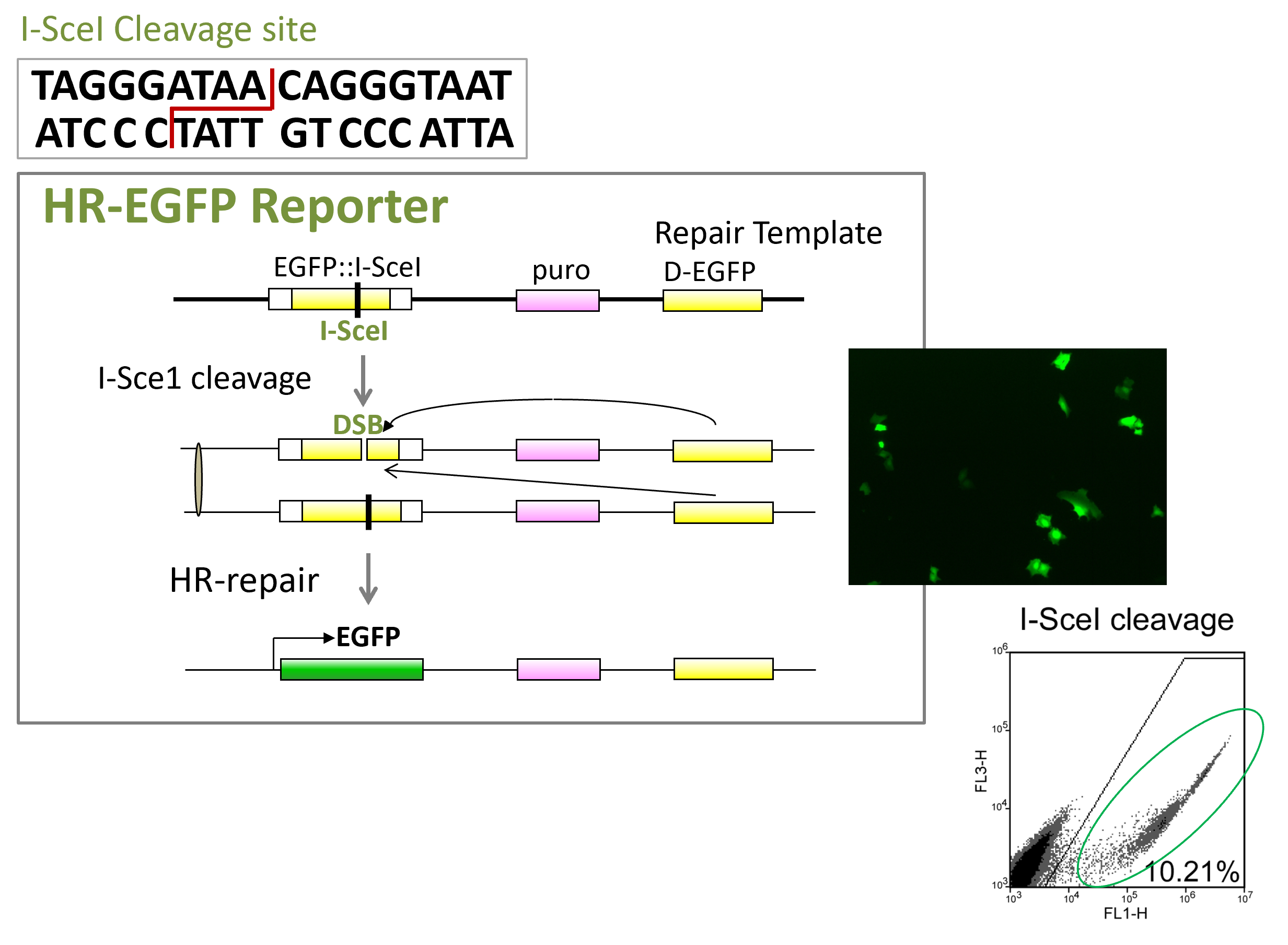 EGFP-Based-DSB-repair-reporters.png