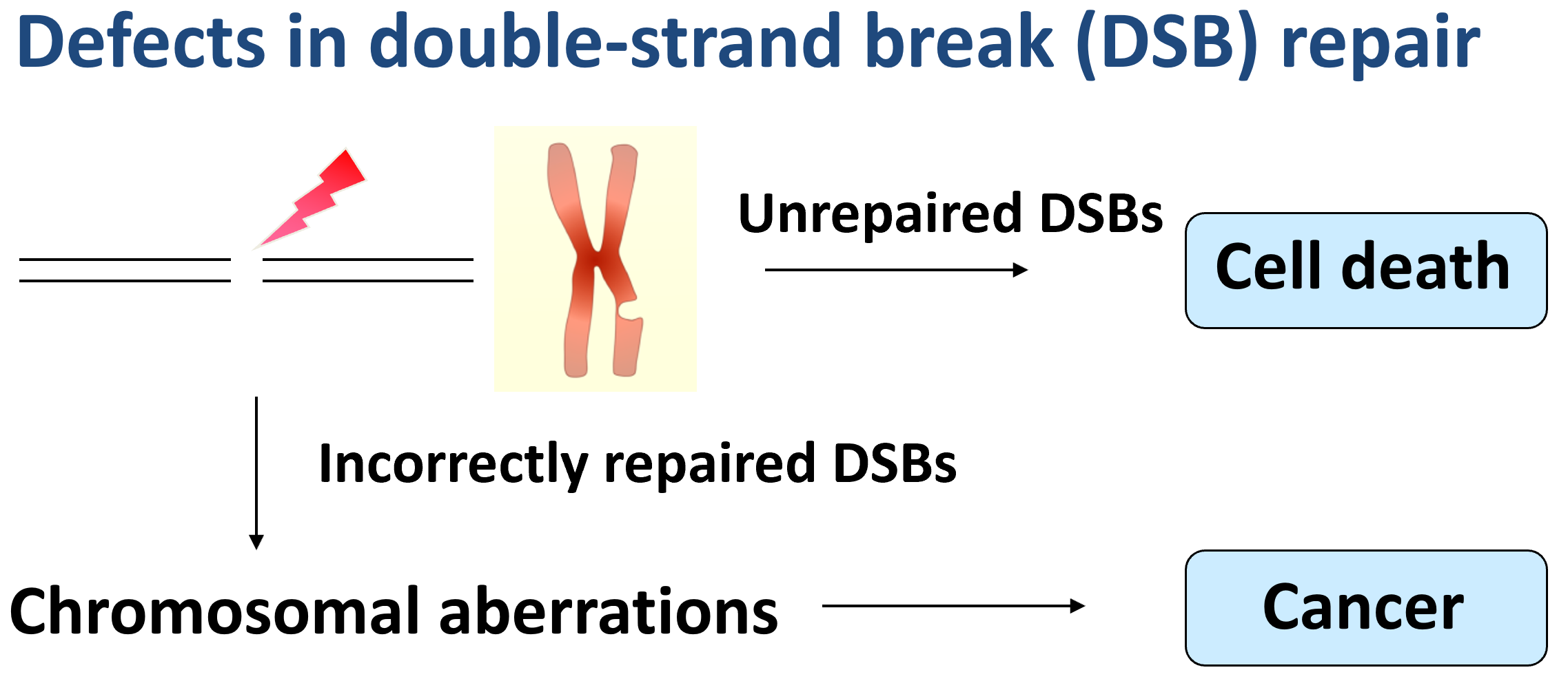 defects-in-DSB.png