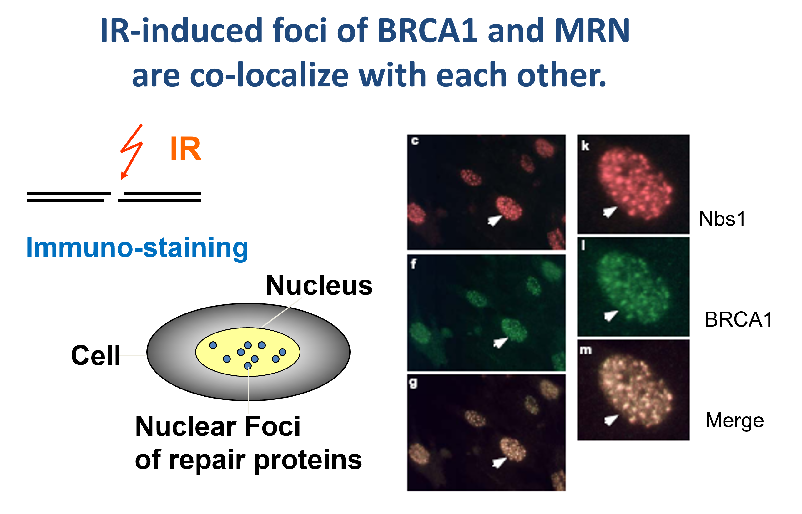 genetic-and-epigenetic-DSB-repair.png