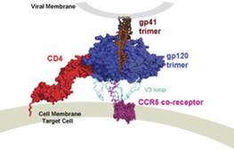 A structure-based schematic representation of the HIV-1 envelope glycoprotein trimer interacting with the primary receptor, CD4, and the co-receptor, CCR5 present on the target cell. 