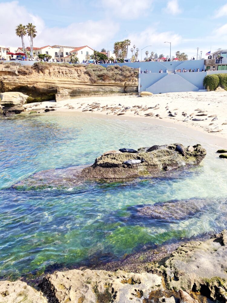 La Jolla sea lion shore