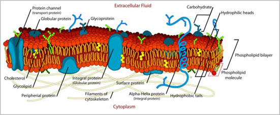 Diagram of Extracellular Fluid