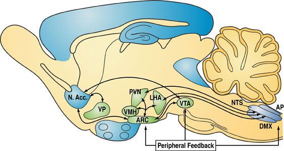 Diagram of the brain