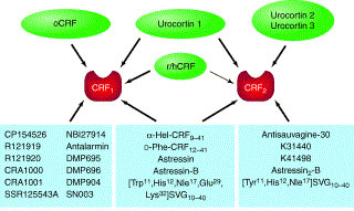 Agonists, receptors and antagonists of the CRF/urocortin peptide system